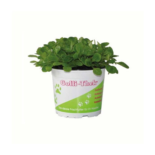 Golli-Thek Ackersalat