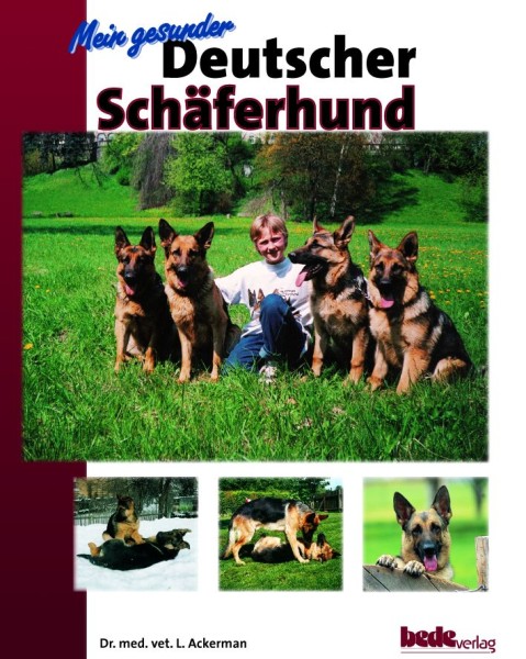 Mein Deutscher Schäferhund zu Hause
