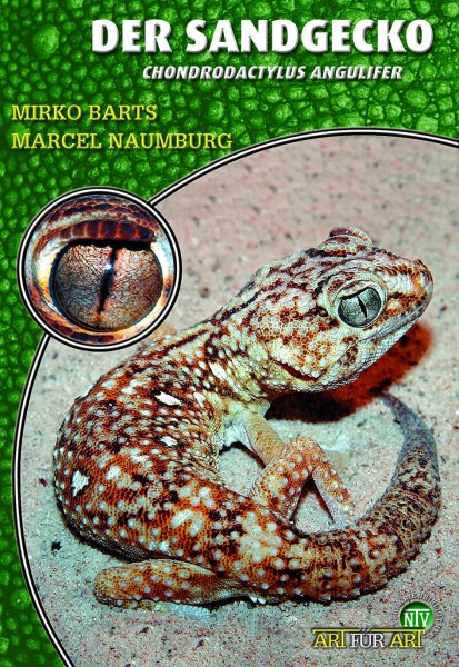 Der Sandgecko - Chondrodactylus angulifer