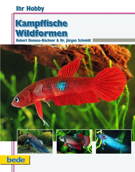 Ihr Hobby Kampfische Wildformen