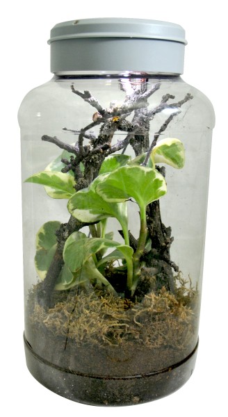 Lucky Reptile Insect Tarrium